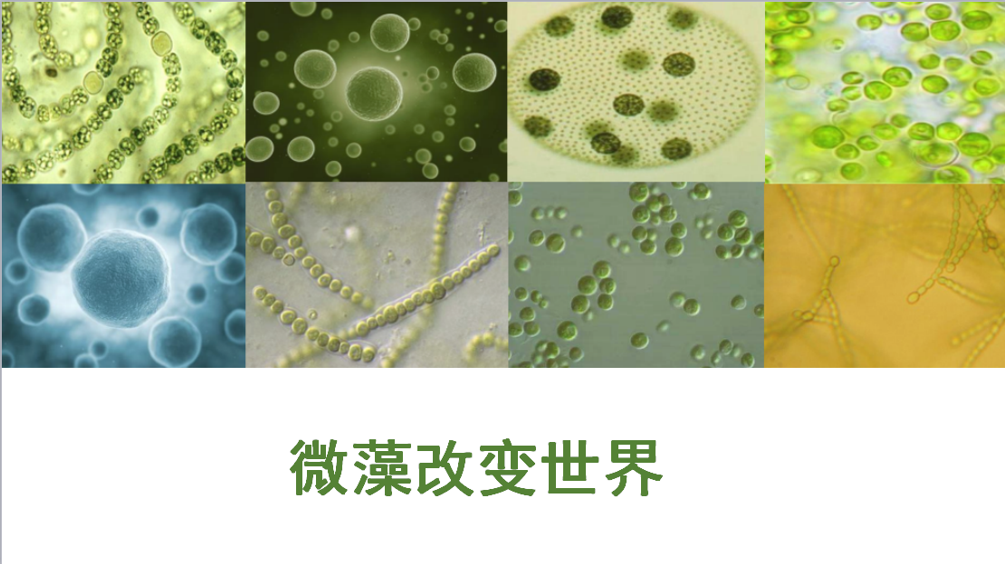 阿尔格生命科学生物科技我们对微藻了解有多少?