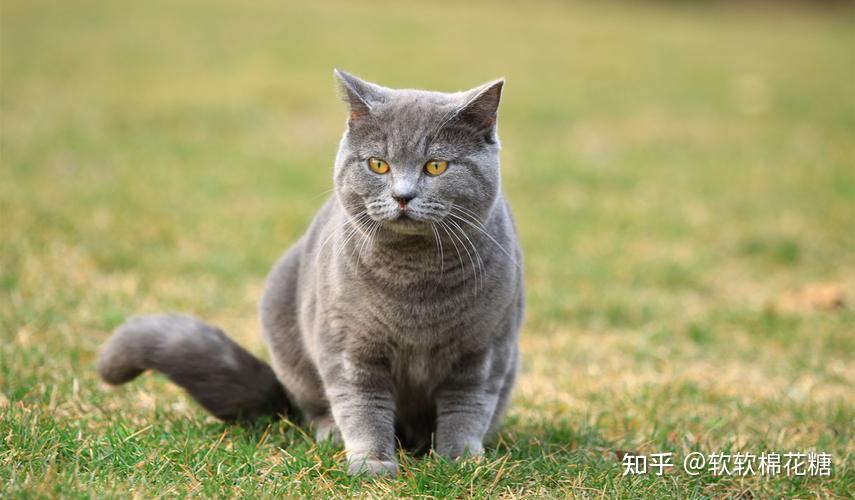 “禁养猫”名单公布,这些猫都上榜了,可别违法 - 知乎
