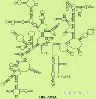 细菌16s rDNA微生物多样性研究中可变区的选择 - 知乎