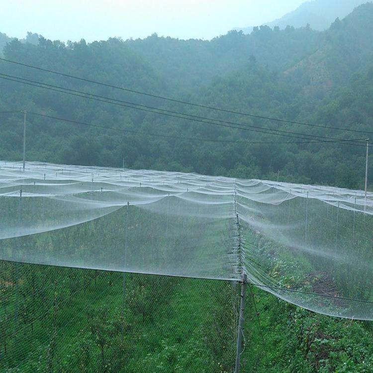 损失,后来随着科技的发展,现如今,果农在果实长成之前,会先给果树盖上