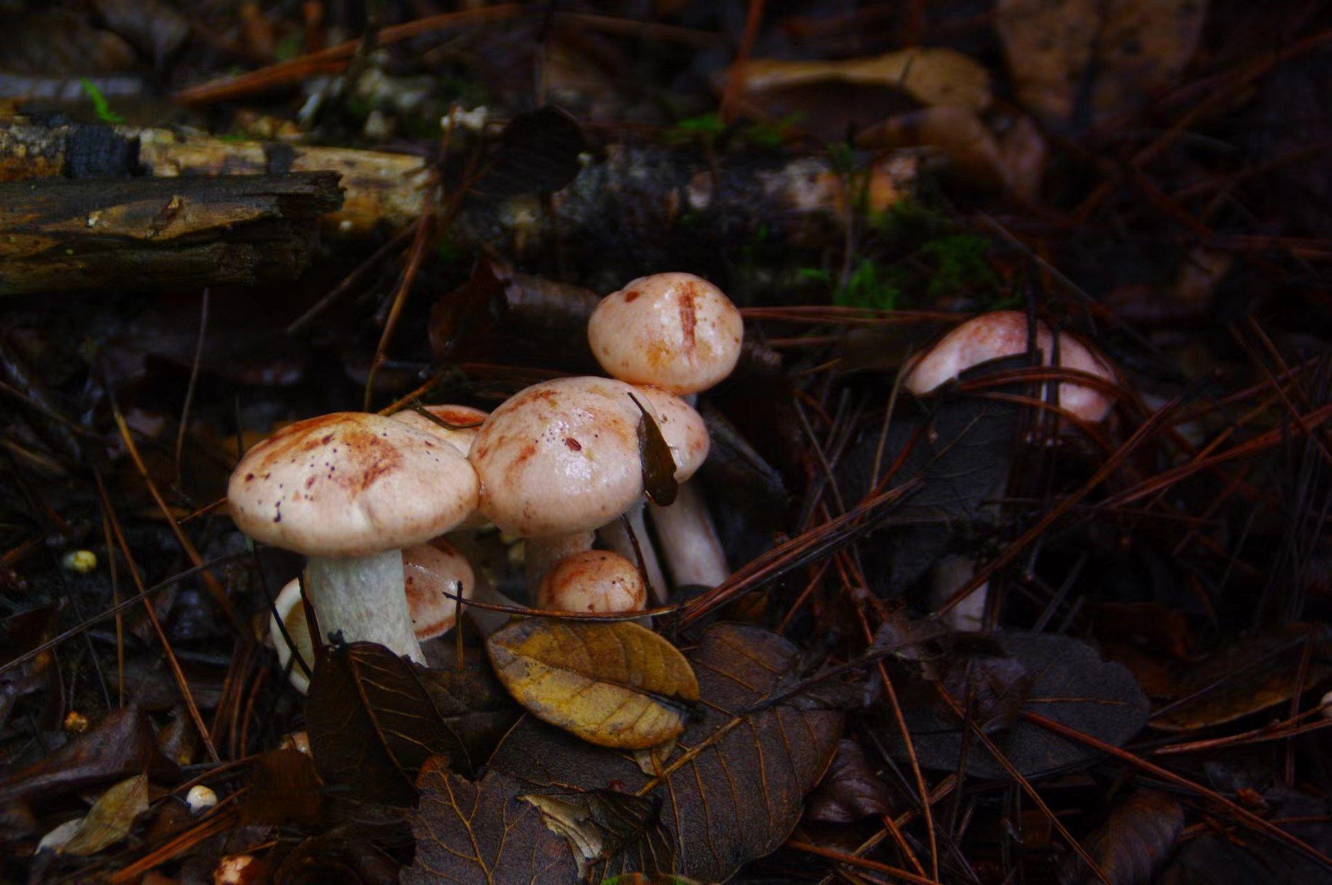 山野藏珍馐——变红蜡伞