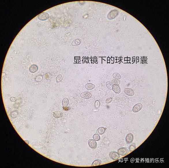 散养土鸡不容易球虫发病难治疗如何无抗防治土鸡球虫病