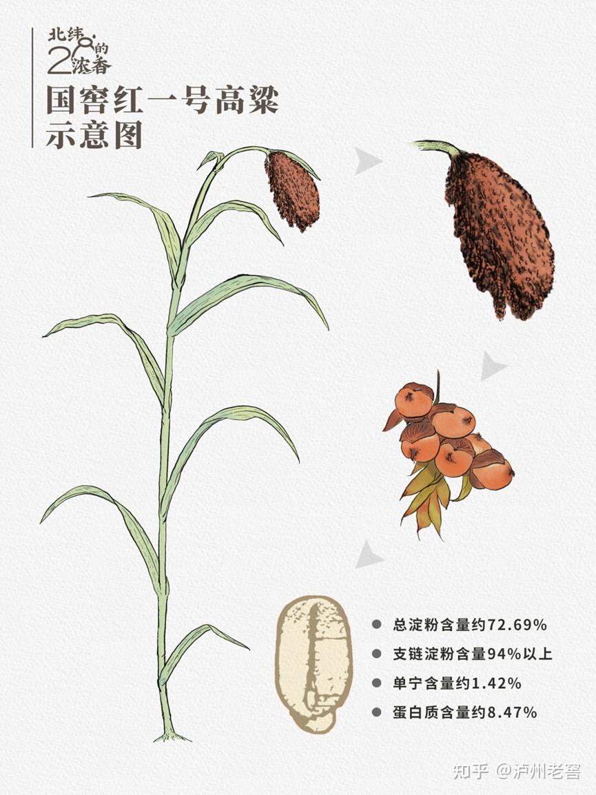唯有高粱 - 知乎