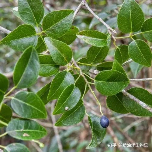 西印度檀香( 阿米香樹amyris balsamifera)西印度檀香其實是芸香科