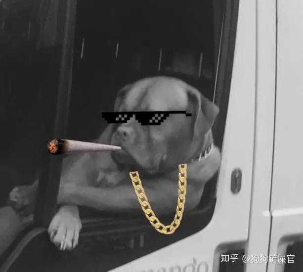 当你看到一只狗坐在副驾驶来根烟吧