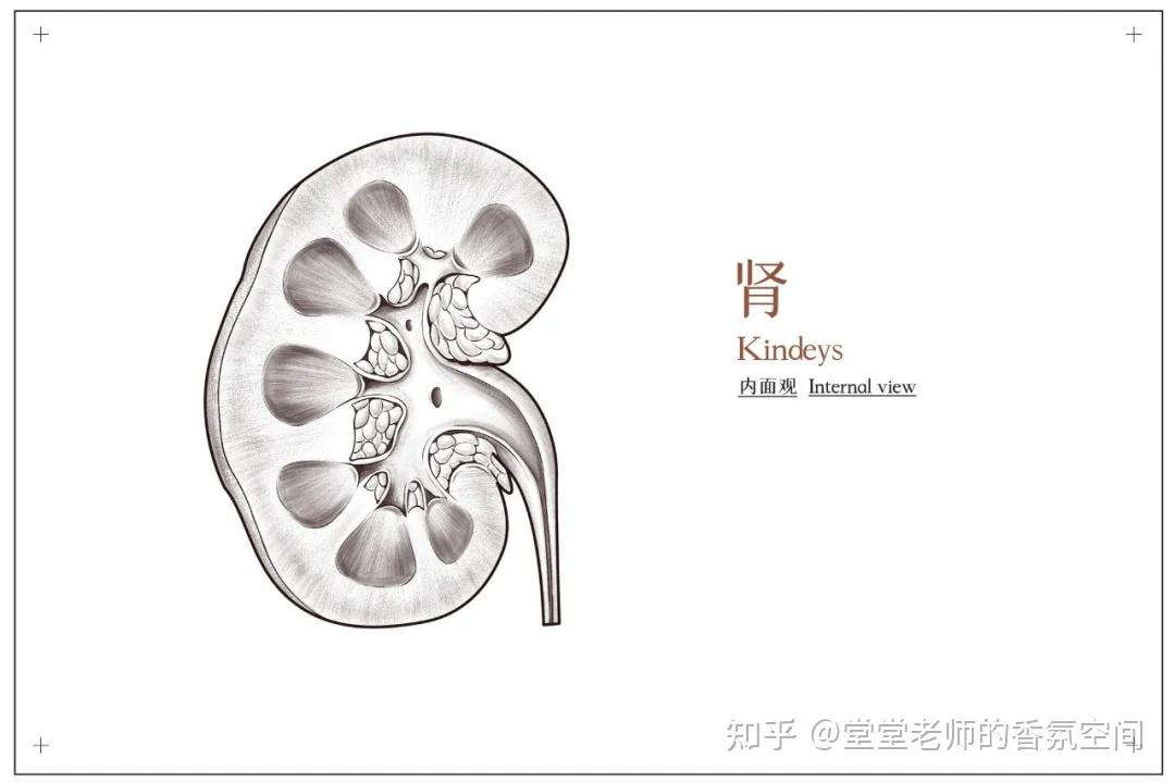 备考ifa肾解剖图模拟考2021 new plan以上为模拟试题中肾解剖图题型