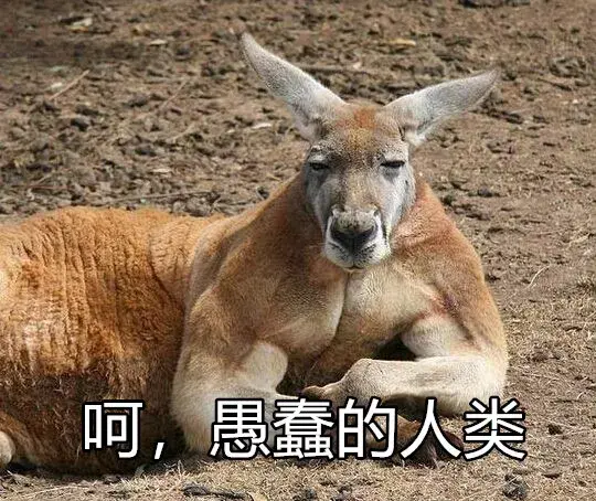 袋鼠