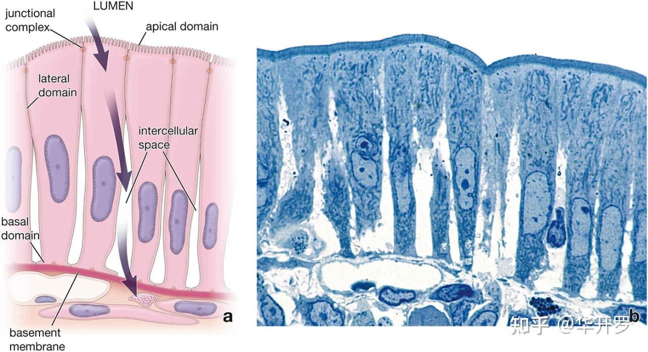 EPITHELIAL TISSUE 上皮组织 - 知乎