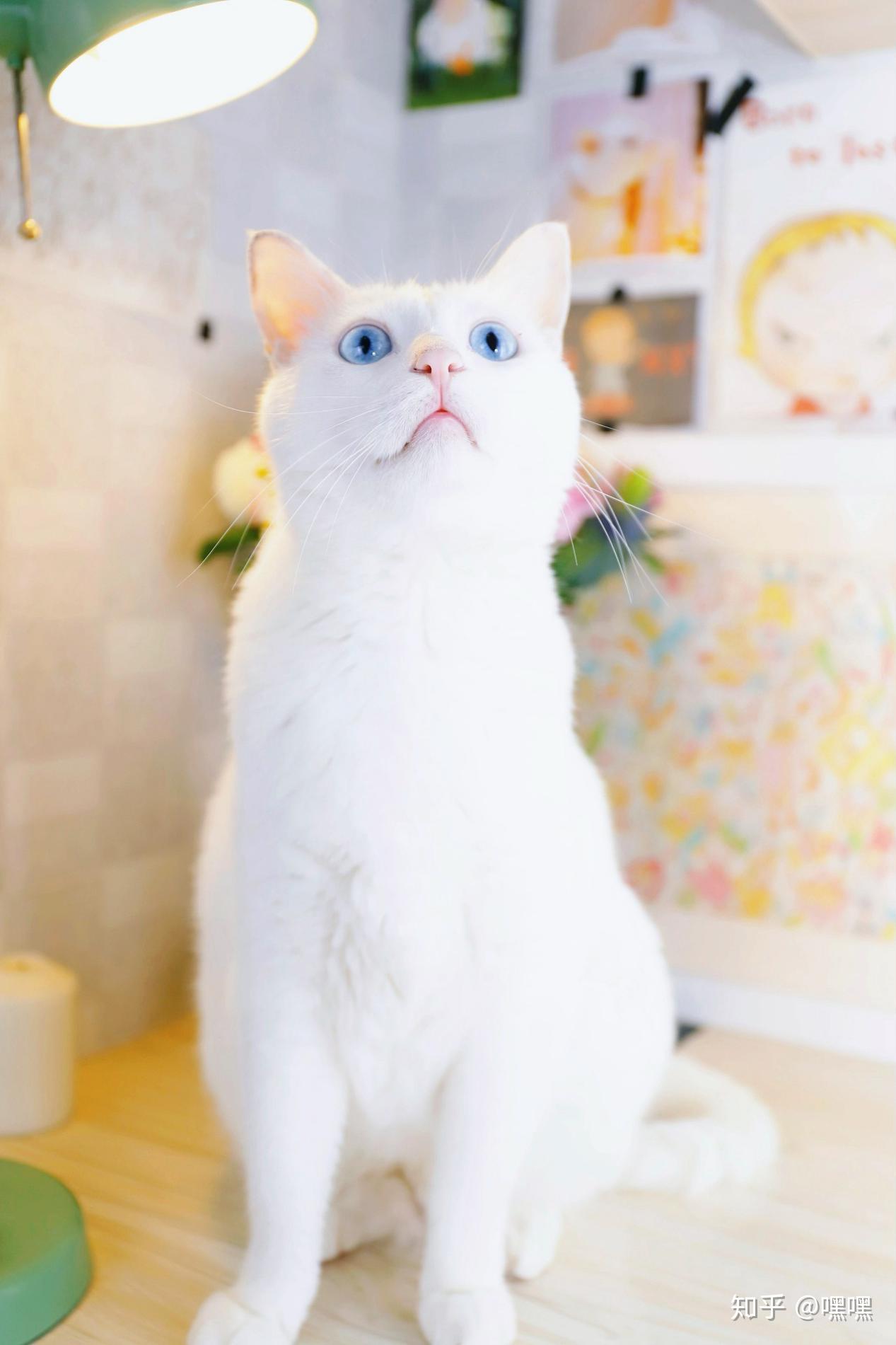 v2-a5d688ae1a26f6f8b52271c676bdb9c9_r.jpg