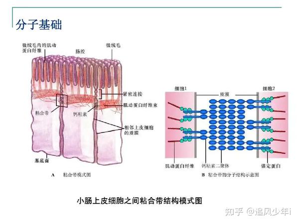 细胞之间是什么作用力聚在一起形成有序的整体的? - 知乎