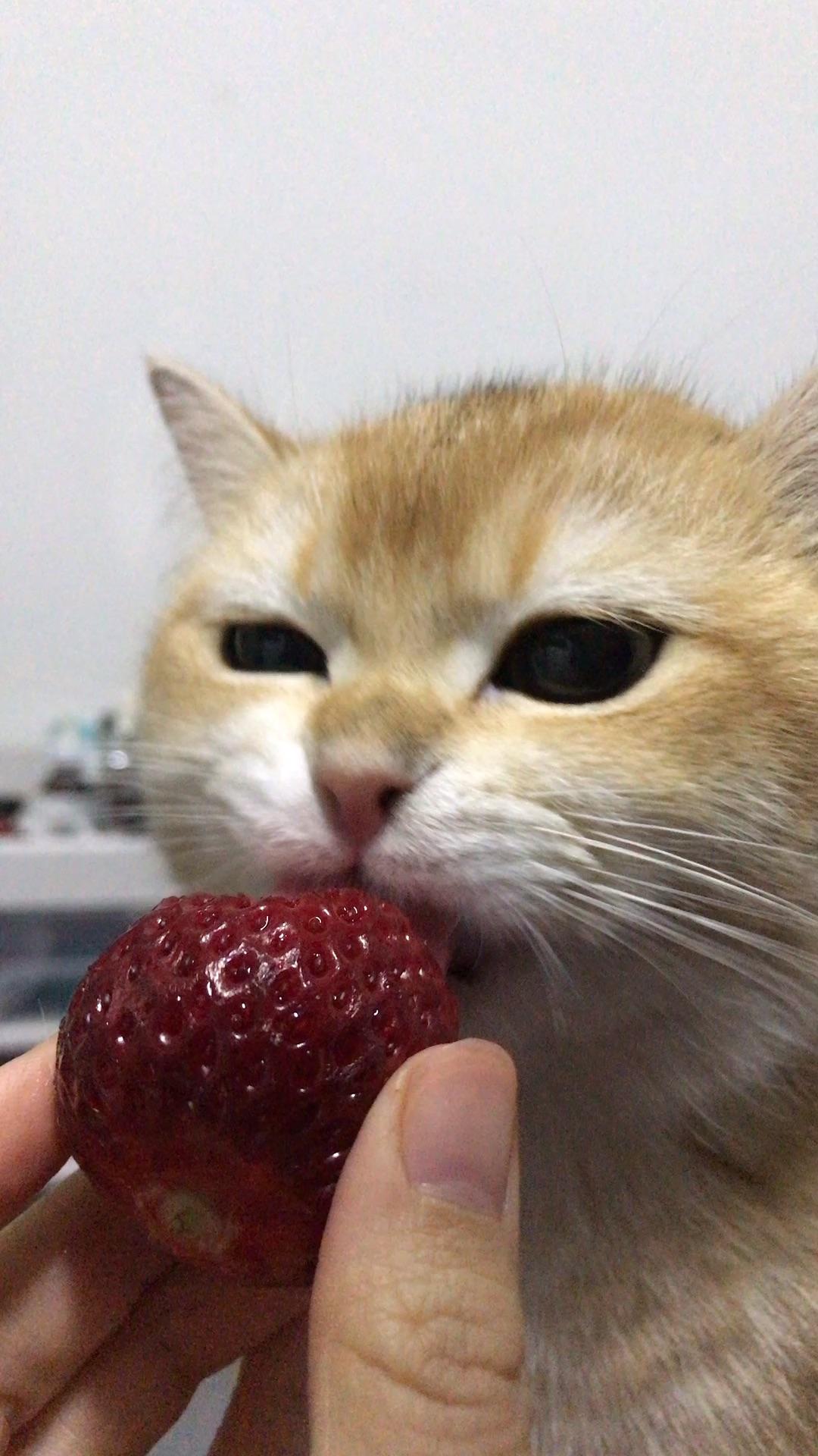 你们家猫咪都喜欢吃水果吗?