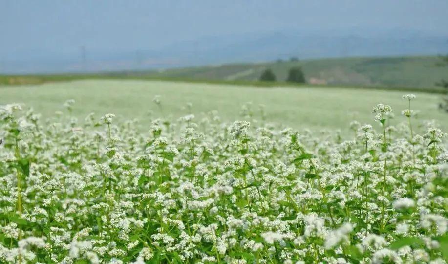 get日本健康减肥的小秘诀高饱腹低热量之和食荞麦面