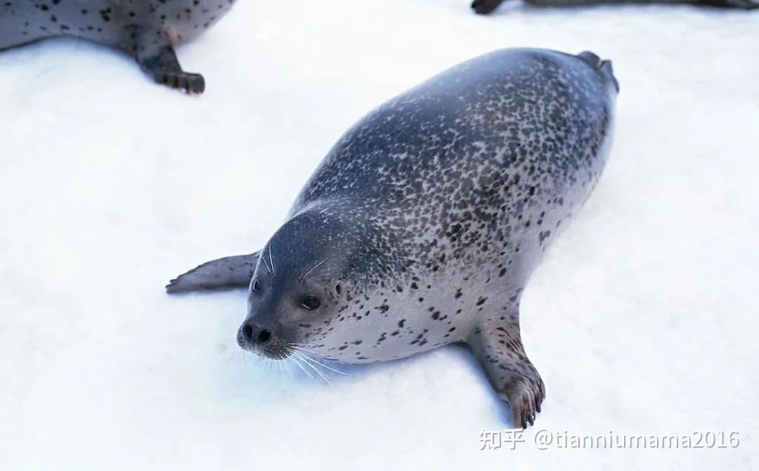 双语科普|海狮海豹大不同(The Differences Between Sea Lions and Seals) - 知乎