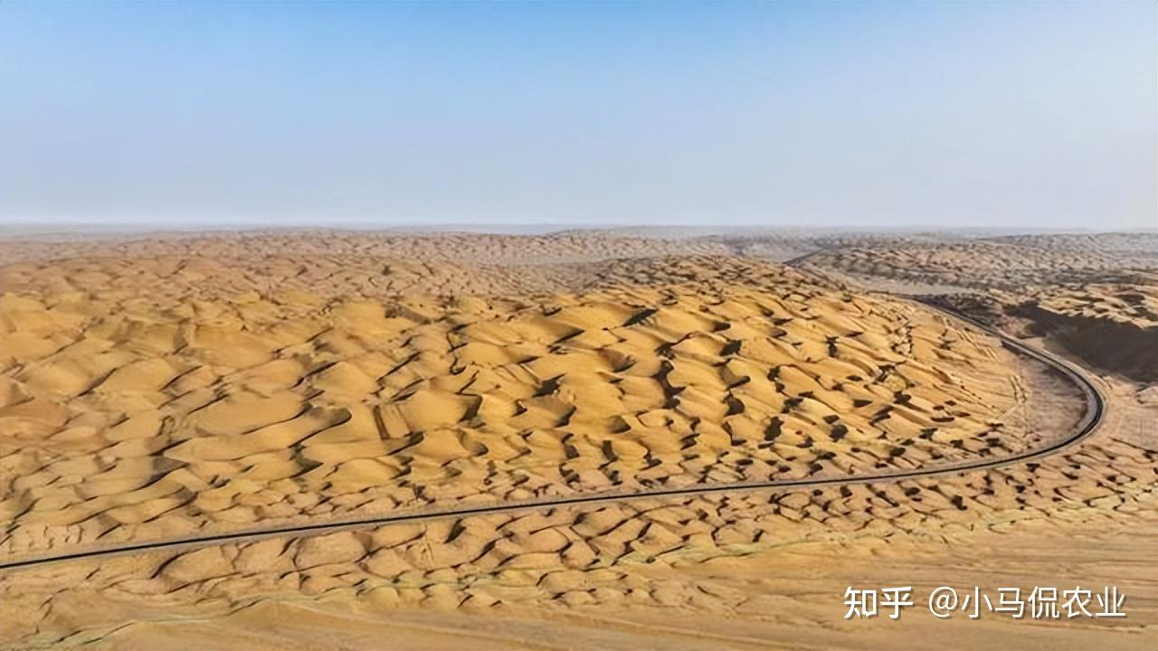 芦苇扎沙漠公路两旁每根平均长07米阻风防沙变绿洲太神奇了