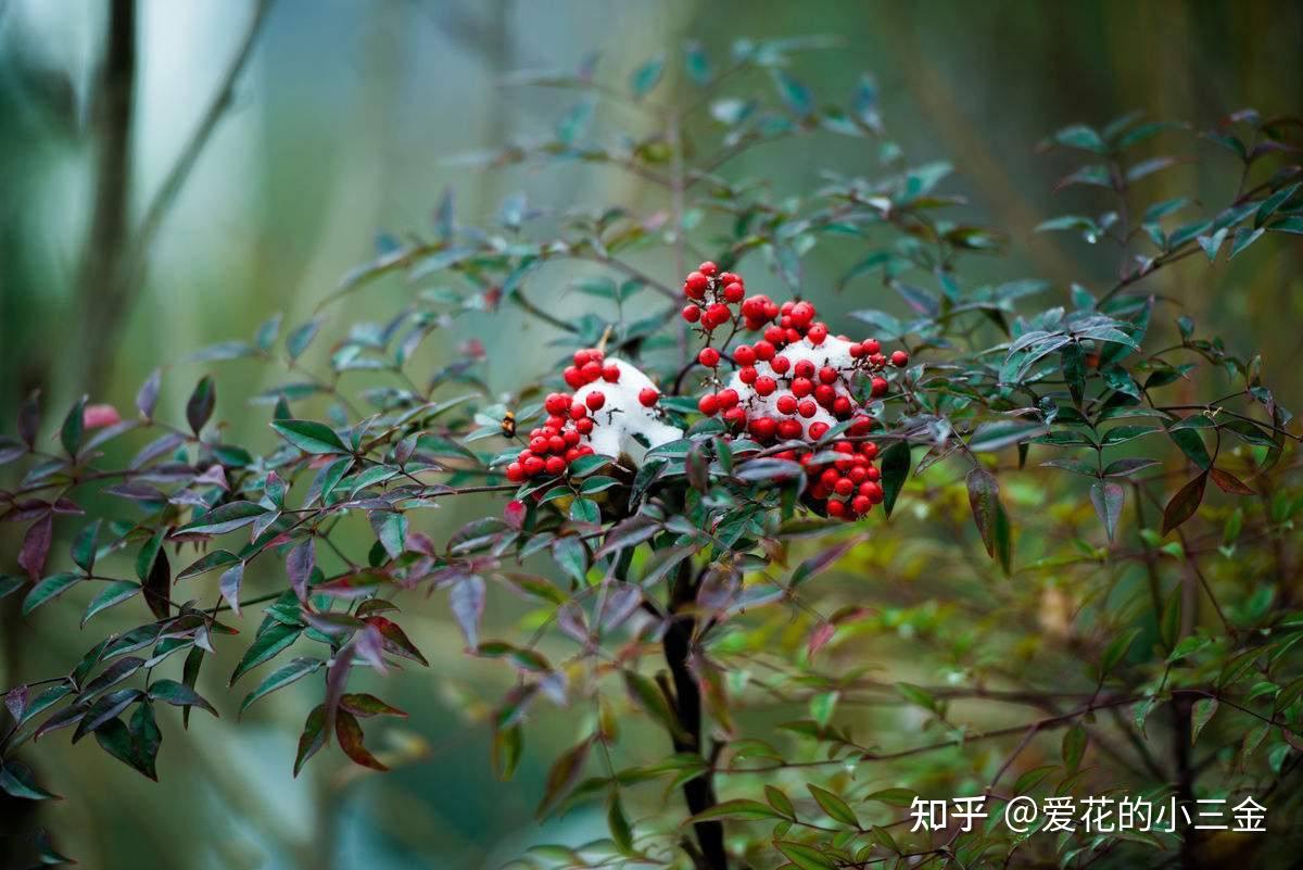 秋冬赏叶植物(十七):南天竹 - 知乎
