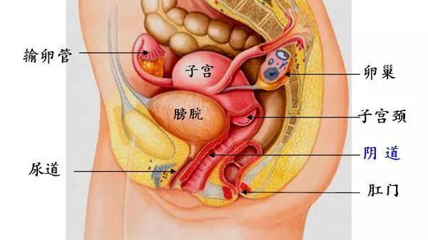 啪啪時丁丁會插入尿道口嗎