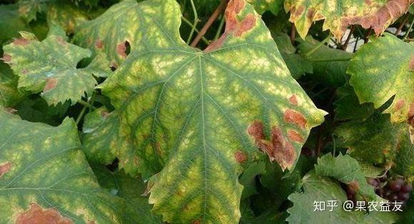 葡萄缺镁症状诊断重点是啥?缺失发生的关键点是啥?