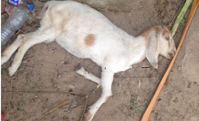 羊黑疫介绍及防治