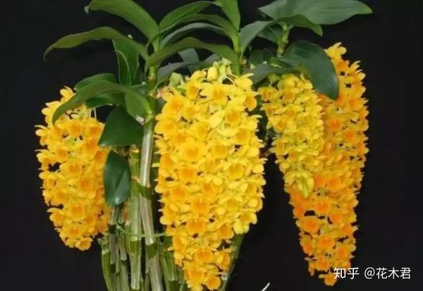 国家 级保护濒危珍稀物种 球花石斛和密花石斛 知乎