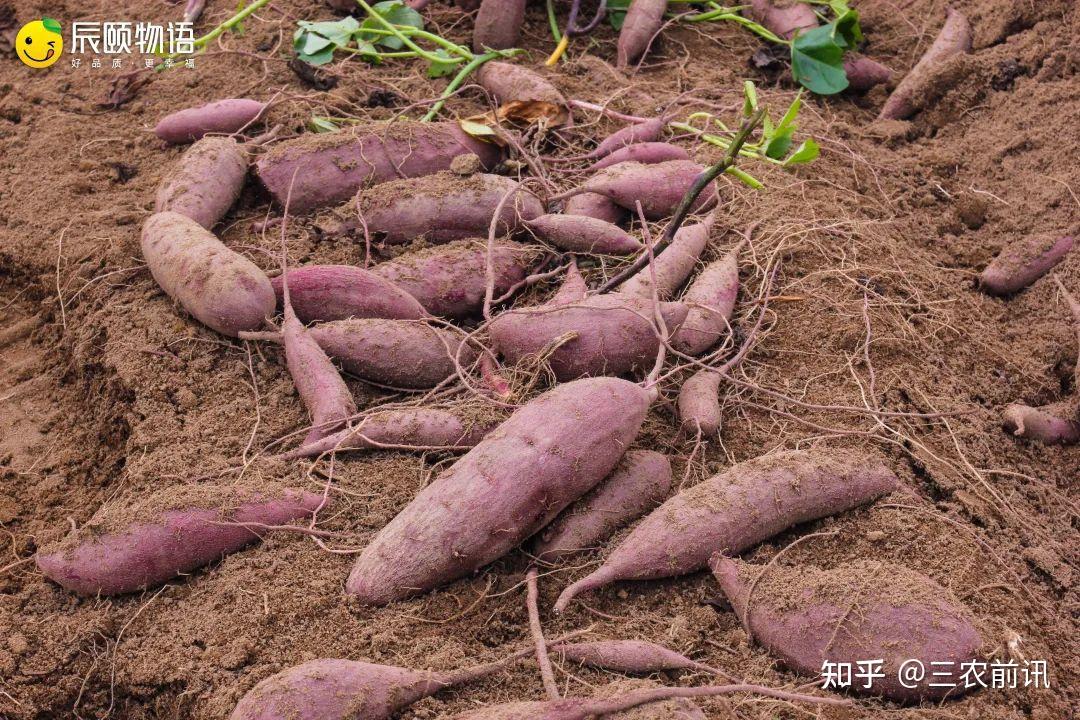 当然不是!紫罗兰紫薯是自然生长的!