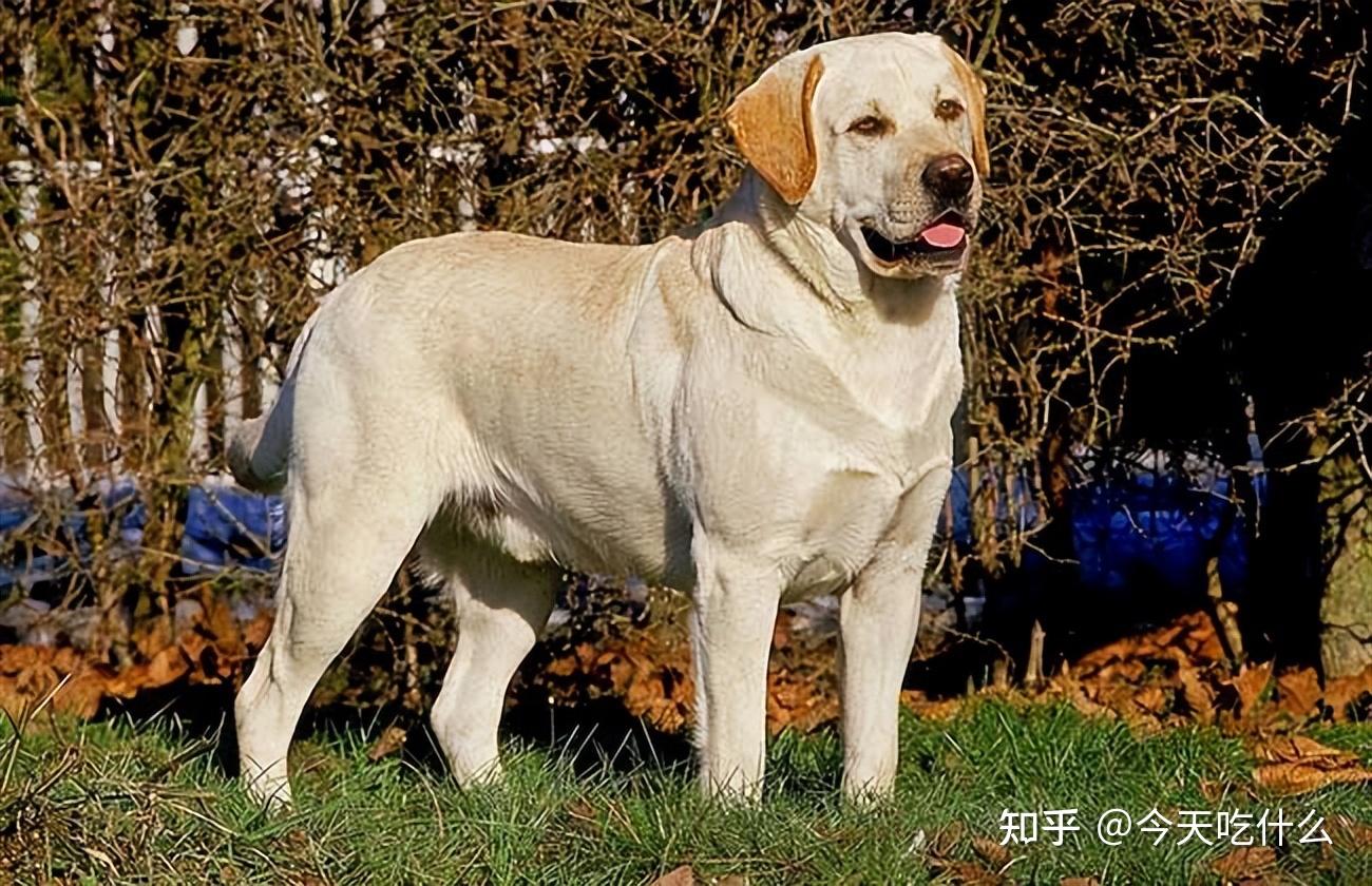 纯种的"拉布拉多犬",会有这些特征,真的很明显! - 知乎