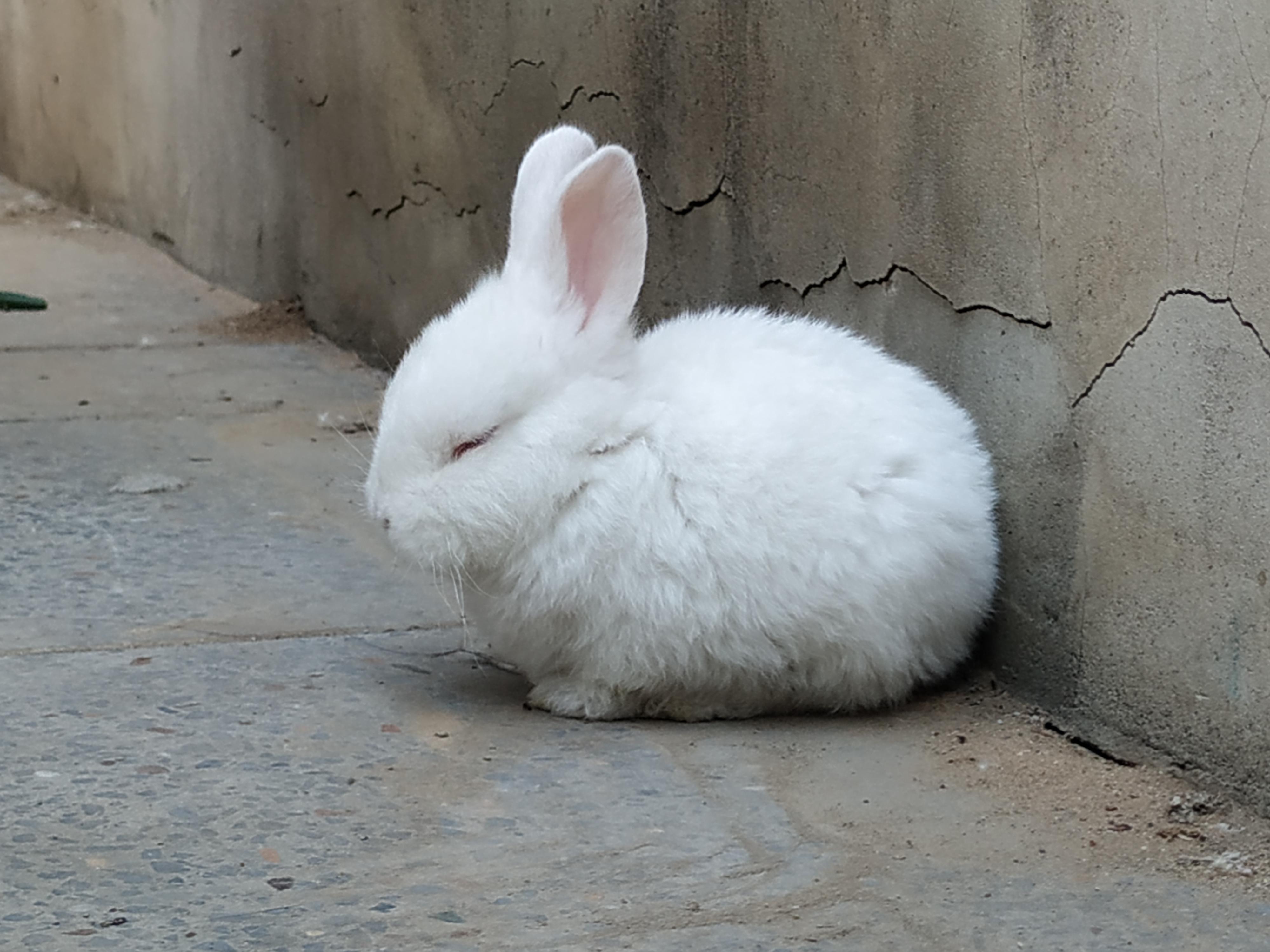 可爱兔子摄影图__野生动物_生物世界_摄影图库_昵图网nipic.com