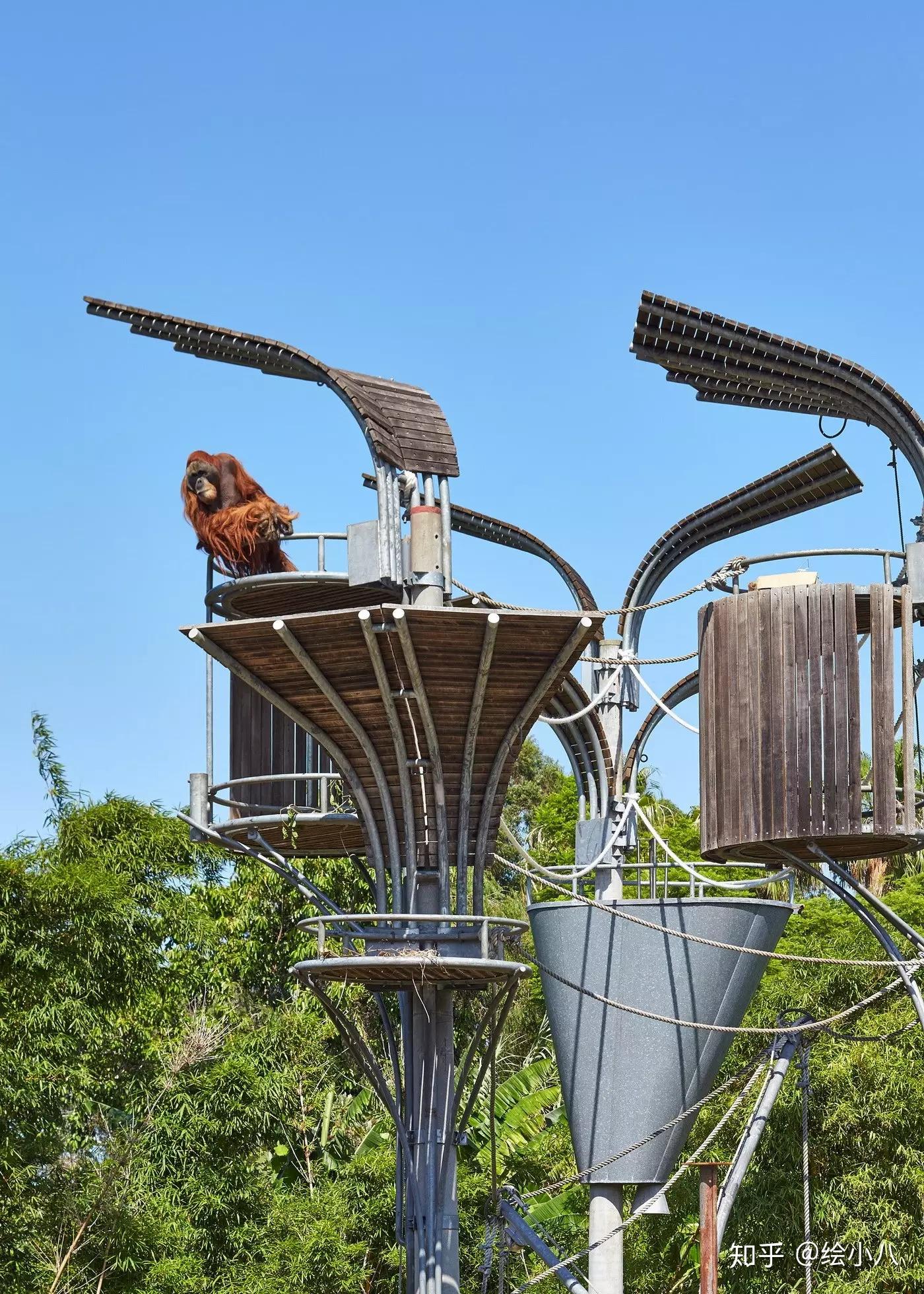超有爱的景观设计分享猩猩展台澳大利亚perth动物园61景观设计