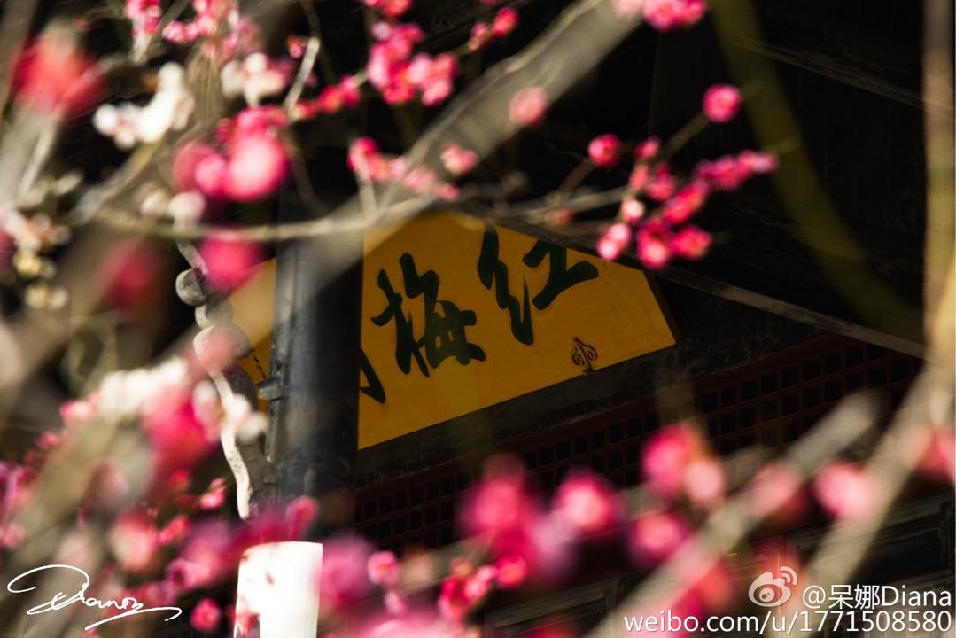 十一二月的样子 红梅阁的银杏特别美 约了拍汉服（图上不是我哦哈哈哈）红梅阁红梅公园梅花盛开 赏梅去～