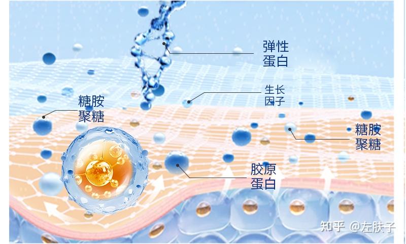 细胞外基质（ECM）——再生医学新材料 - 知乎