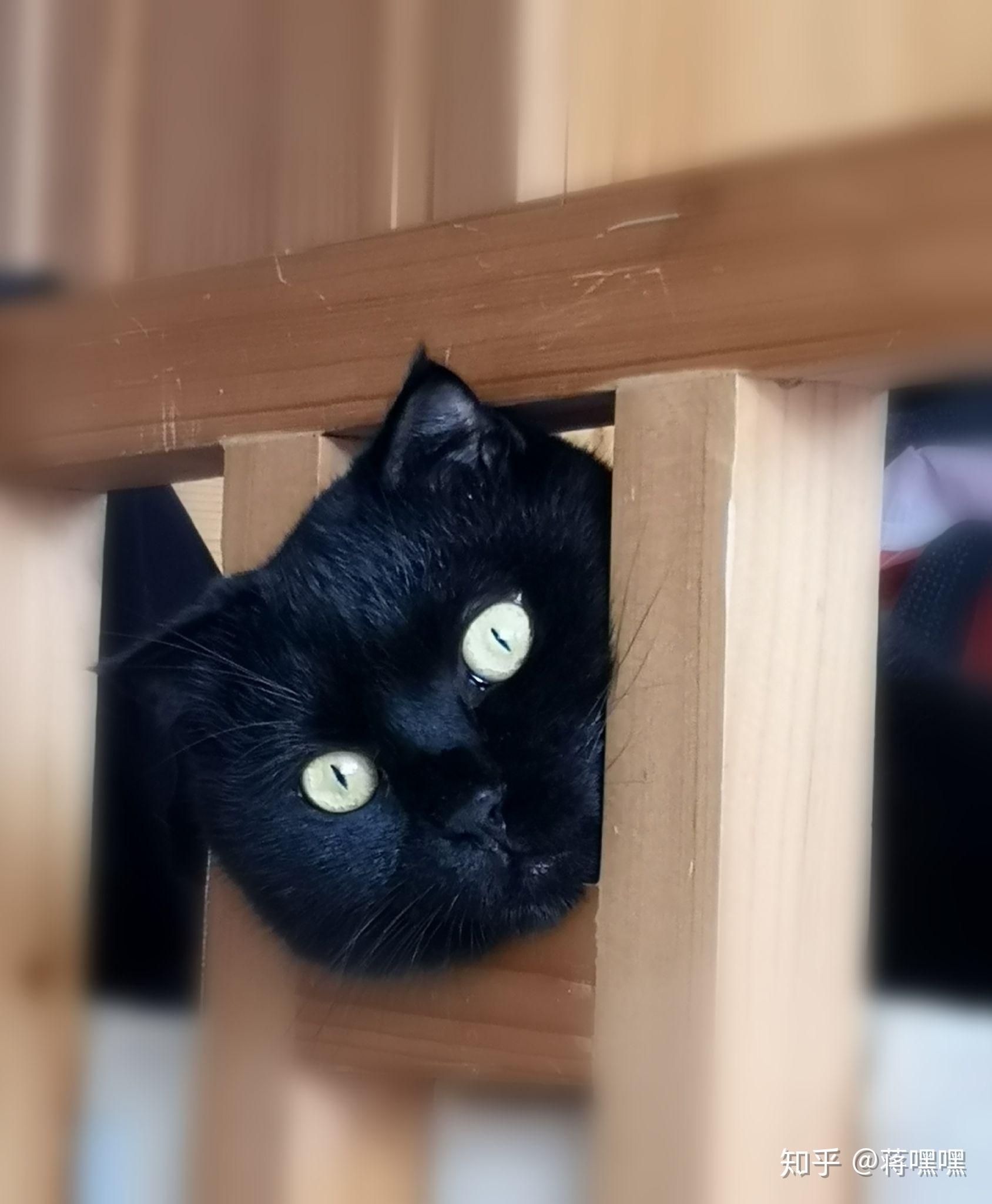 黑色猫咪|乌云高清壁纸站
