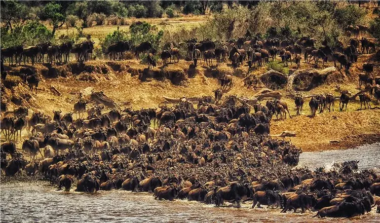为什么有生之年一定要去非洲纪录片给出了最好的答案