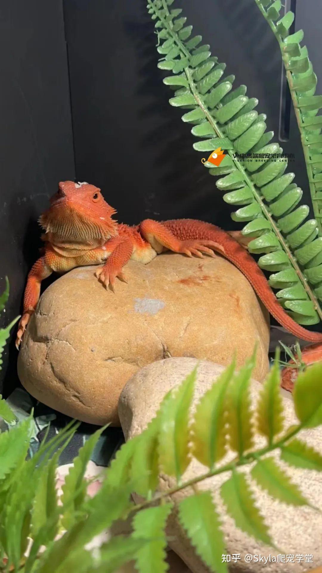 鬃狮蜥总是闭眼怎么办? - 知乎