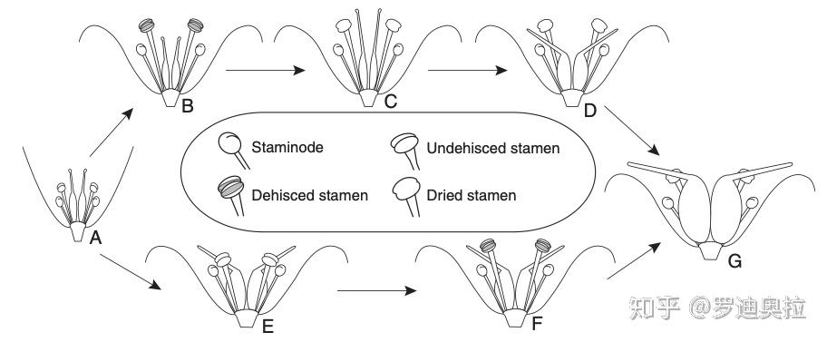 独叶草的开放二叉分支脉序这些梗并不是凭空想出来的,而是来自于他对