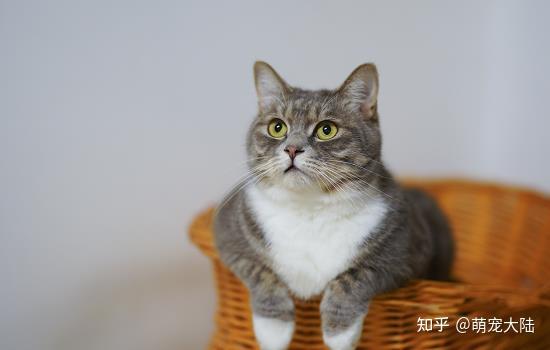 猫咪拉屎不成形很臭怎么办- 知乎