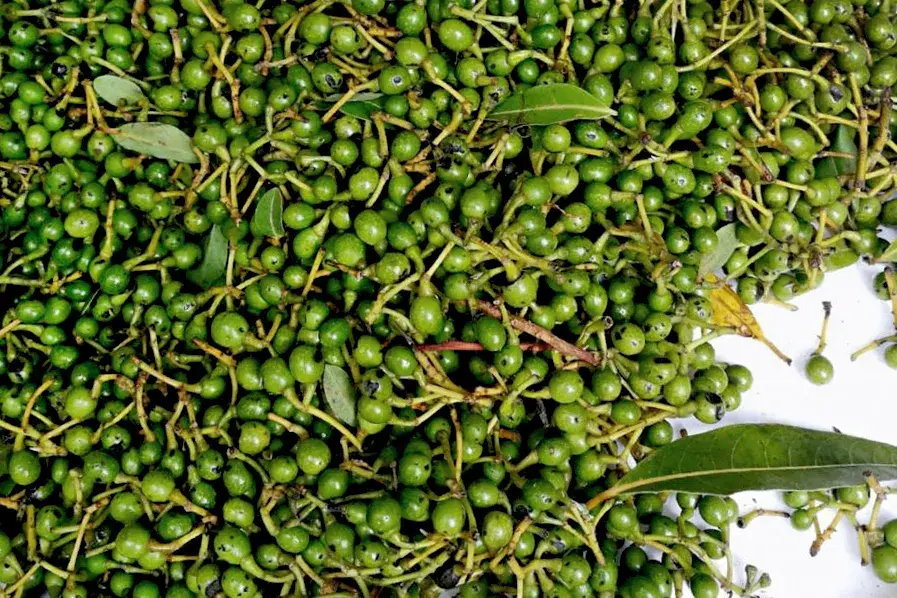 总是来源于那些最容易被感官察觉的因素 —— 柠檬烯,香茅醛和桉油精