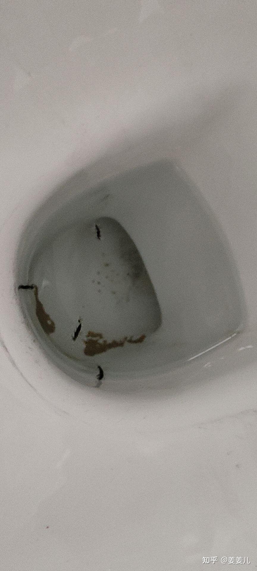 马桶里的虫子到底是什么
