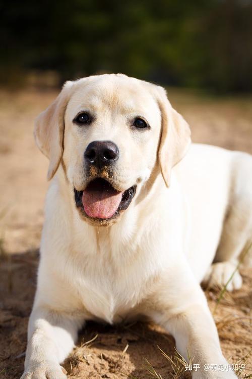 清點最聽話的幾種狗你想養哪種犬呢