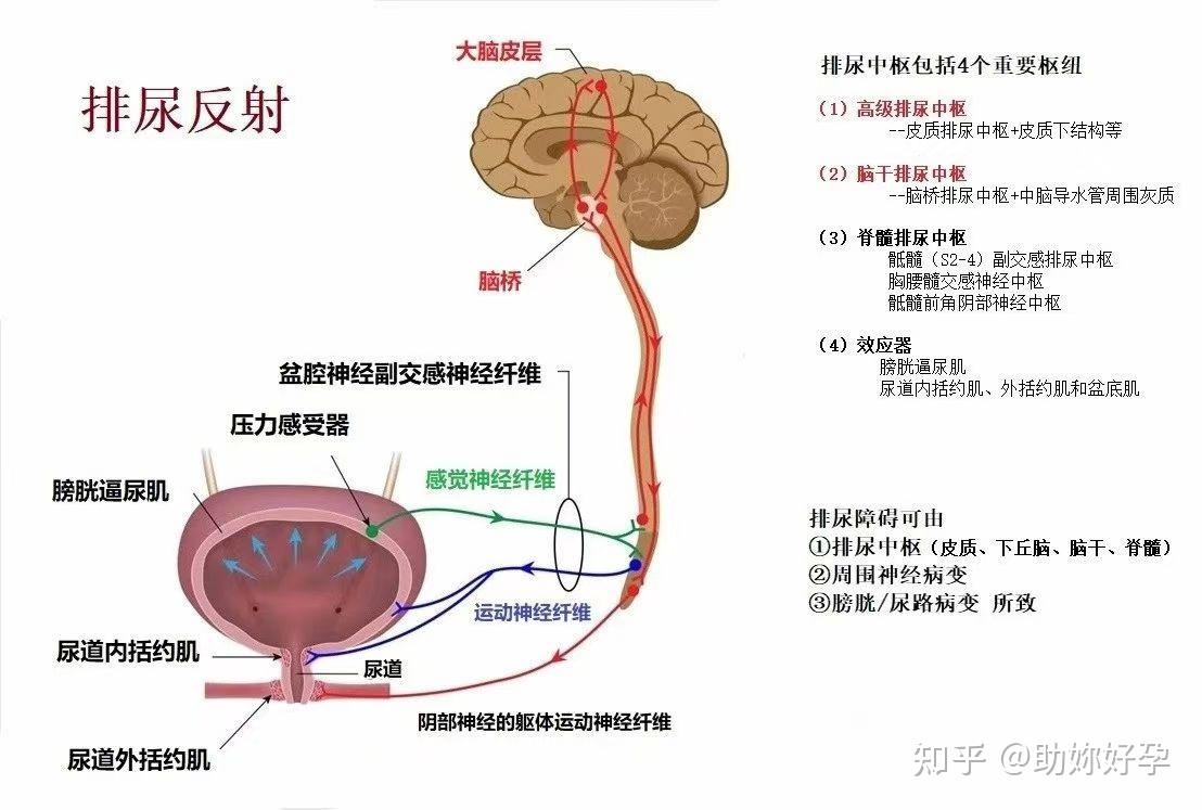 测量膀胱压的流程图图片