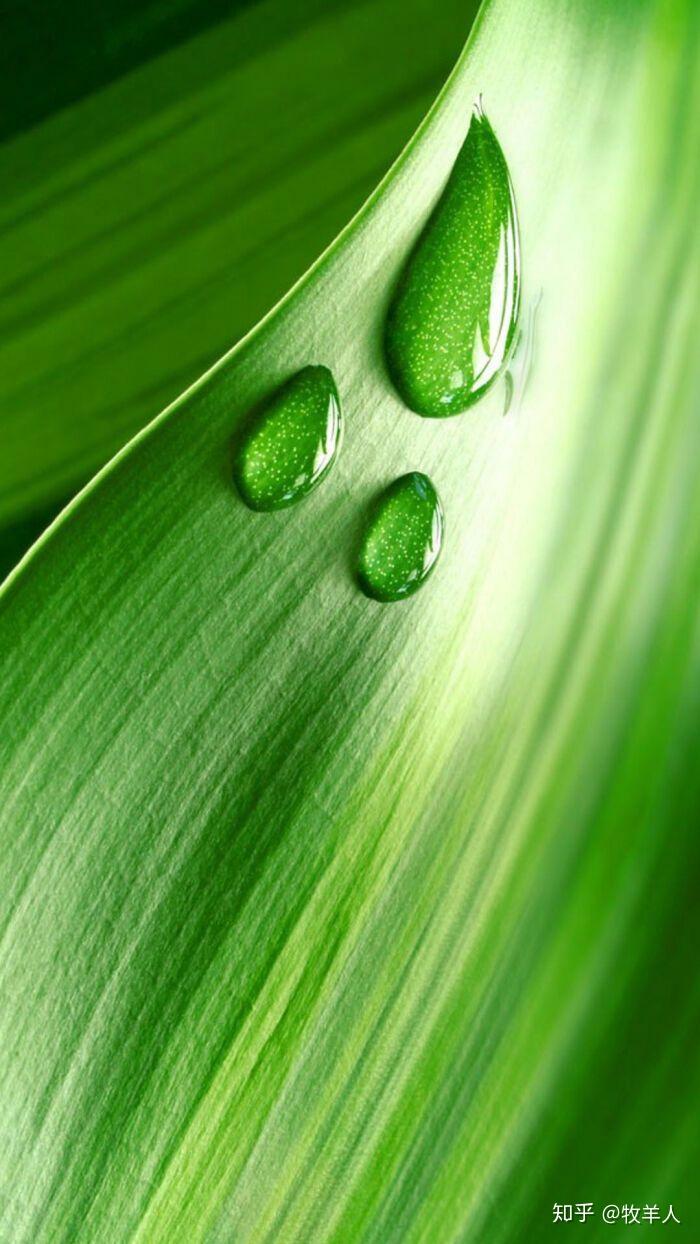 壁纸全面屏有哪些绿色护眼全面屏的壁纸血书跪求