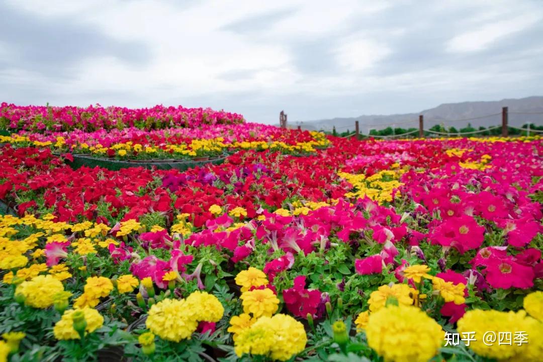 白银区大坪凤园花海绚丽绽放即将开园迎客