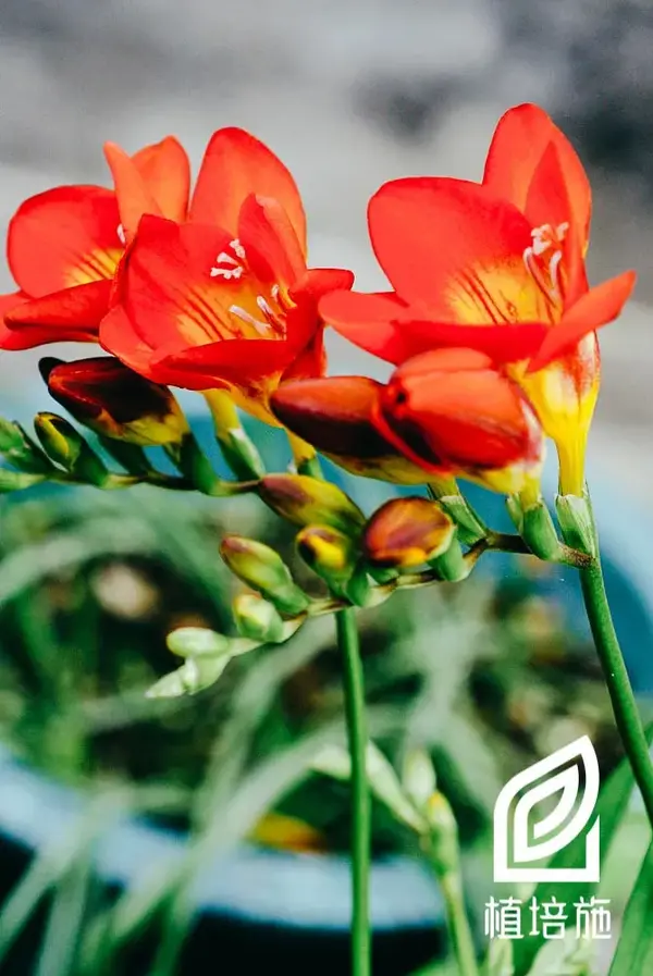 植培施 小苍兰freesia Refracta 球根 宿根植物栽培手册 知乎