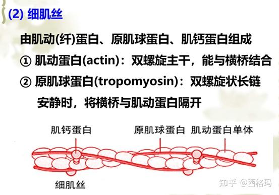 生理学专题1细胞的基本功能