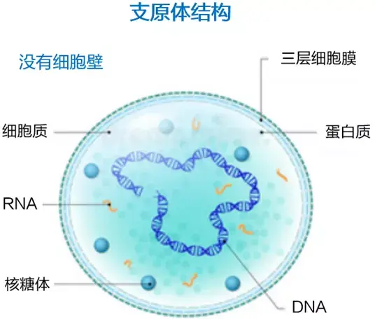 观察可以看到肺炎支原体最大的特点是没有细胞壁,只有三层细胞膜结构