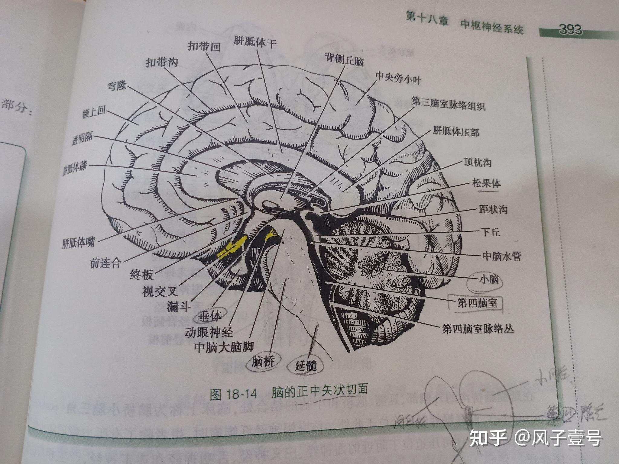 脑终板解剖图图片