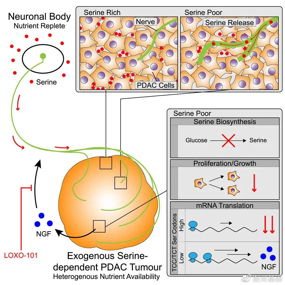 cell軸突癌症代謝串聯理論力證神經元釋放絲氨酸促進腫瘤生長