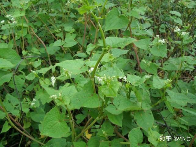 农村这种野生“荞麦”是国家二级保护植物，比普通荞麦价值高多了 - 知乎