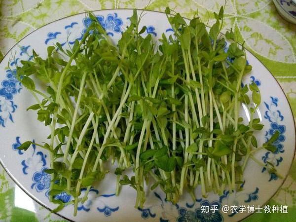 豌豆苗好吃又营养 掌握培育技巧 割完一茬又长一茬 知乎