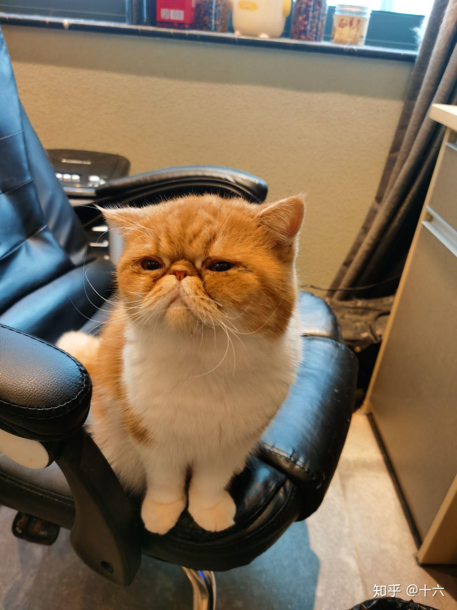 这只猫真的看起来尖嘴猴腮吗? - 知乎