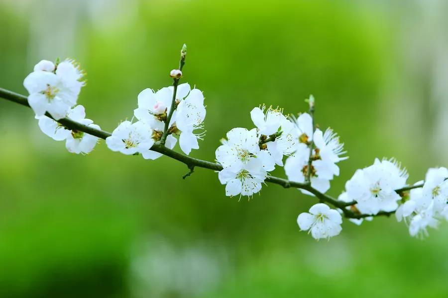 治疗结节的中草药有哪些 v2-a6cc94bb924ba47baaa9bc58c01534a3_1440w.jpg