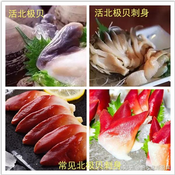 当北极贝遇到朝鲜马贝谁到底才是李逵 知乎